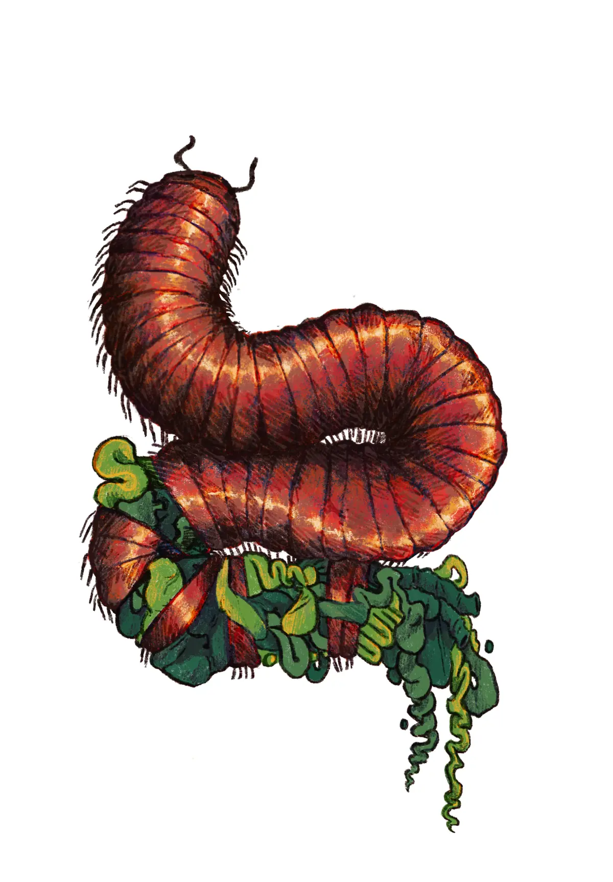 Millipede digital illustration