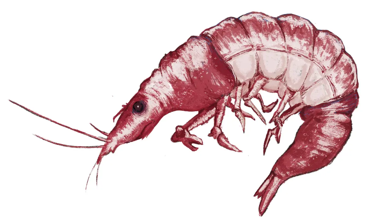 Shrimp digital illustration