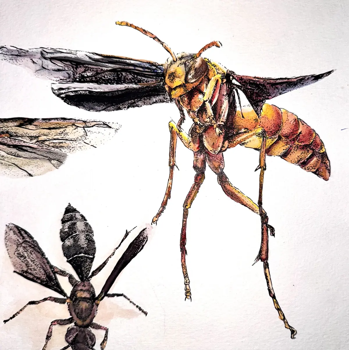 Wasp 2 watercolor and ink work