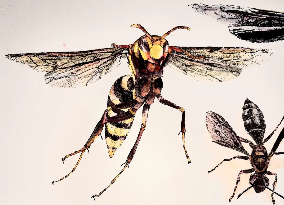 Wasp 1 watercolor and ink work